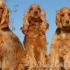 English cocker spaniel, pasmina opis